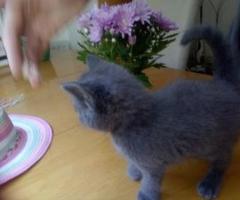 Stunning Full pedigree Russian Blue kittens - Manila