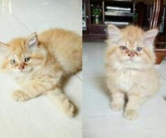 Persian Kittens - Consolacion