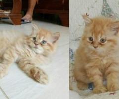 Persian Kittens - Consolacion