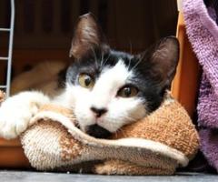 Friendly former street cat needs loving home - Makati