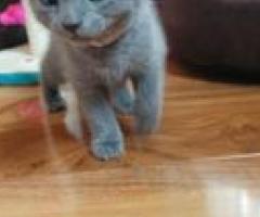 5 beautiful Russian Blue Kittens - Muntinlupa