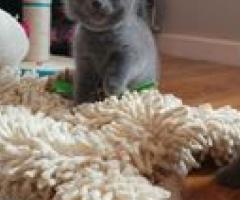 5 beautiful Russian Blue Kittens - Muntinlupa