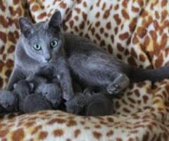 5 beautiful Russian Blue Kittens - Muntinlupa