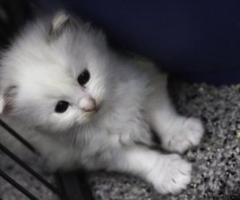 Ragdoll kittens - Talisay City