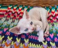 Adorable Devon Rex kittens. - San Fernando