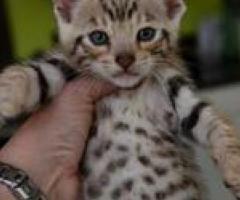 Rare chunky polydactyl curled eared Keetso male - Davao City