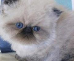 Seal Colourpoint Persian Kittens - Pasay