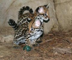 Ocelot kitten Terrors - Lubao