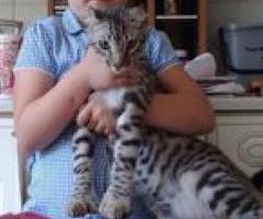 Super Rare Keetso Babies Various Ages - Bonifacio