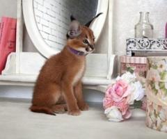 Caracal kittens - Manila