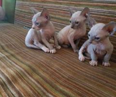 Lovely Spxinks Kittens - Allen