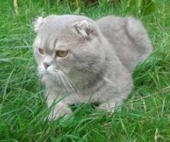 Pure Scottish Straight Males Kittens - Balinguan