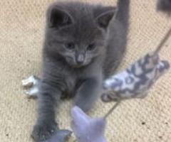Russian Blue Kittens - Agoncillo