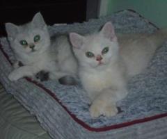 Exotic Kittens For Sale - Languyan
