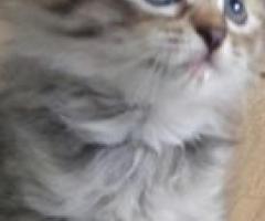 Pedigree Maine Coon Kittens - Talisayan