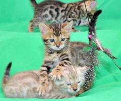 Brilliant Brown Rosetted Bengal kittens - Conner