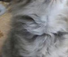 Quality Registered Siberian Kitten - Manila