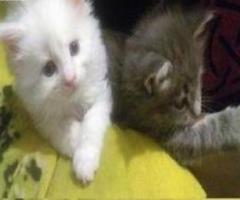 Two maine coon kittens - Pasay
