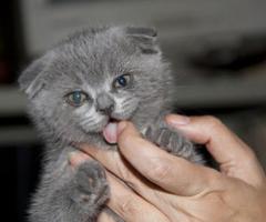 Scottish Fold Kittens ready - Kibungan