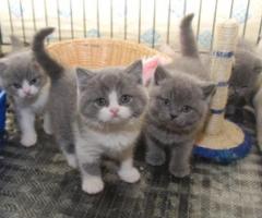 British Shorthair Kittens - Lamao