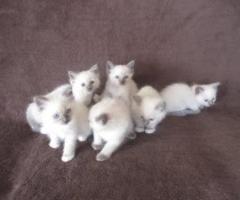 Ragdoll Kitten Male Seal Mitted Now Reserved/sold - Lantawan