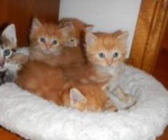 Maine Coon Cross Kittens - Butuan City