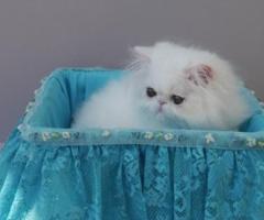 Half Persian Ginger Female Kitty 8 Weeks Old - Calanasan