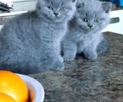 Quality British Shorthair Kittens - Manila