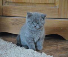 Quality British Shorthair Kittens - Manila