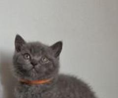 Adorable Blue British Shorthair Kittens - Quezon City