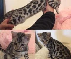 Silver Bengal Kittens - Quezon