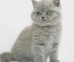 British shorthair kitten available. Blue - Panabo City
