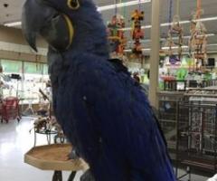 Hyacinth Macaw Parrots - Angeles City
