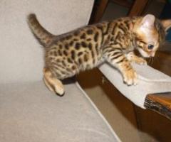 Beautiful Golden Brown Bengal - Iligan City