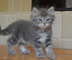 Kc Reg Beautiful Siberian Kittens - Bagabag