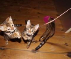Cute Bengal Kittens Available for Adoption - Quezon City