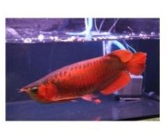 Super red arowana fish, and many others for sale - Las Piñas City
