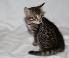 beautiful Savannah kittens - Parañaque
