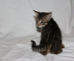 beautiful Savannah kittens - Parañaque