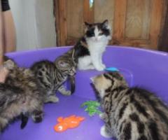 4 lovely Siberian x kittens girls - Isabela de Basilan (Isabela City)