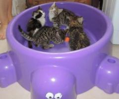 4 lovely Siberian x kittens girls - Isabela de Basilan (Isabela City)