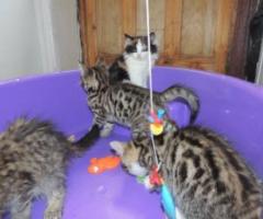 4 lovely Siberian x kittens girls - Isabela de Basilan (Isabela City)
