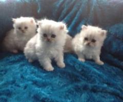 Beautiful Chunky GCCF registered Silver Tipped Chinchilla Persian Kittens - Las Piñas City