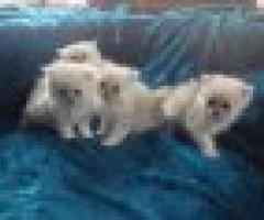 Beautiful Chunky GCCF registered Silver Tipped Chinchilla Persian Kittens - Las Piñas City
