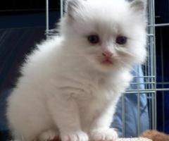 Outstanding Ragdoll kittens - Butuan City