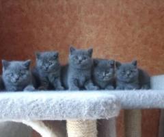 British short hair kittens for adoption, contact now for more details - Malabon