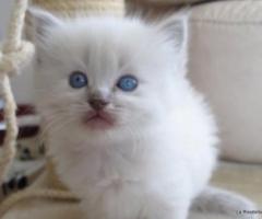 Good Home Companion Ragdoll Kittens - San Jose