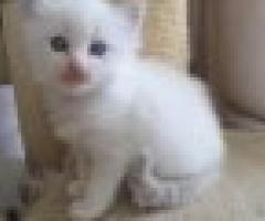 Good Home Companion Ragdoll Kittens - San Jose