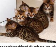 Beautiful Bengal Kittens For Real Adoption - Mabuhay