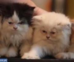 Persian kittens for sale - Las Piñas City